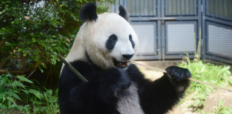 For pandas, it's been two 'thumbs' up for millions of years