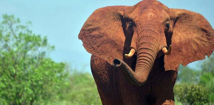 India captures rice-raiding elephant after six killed