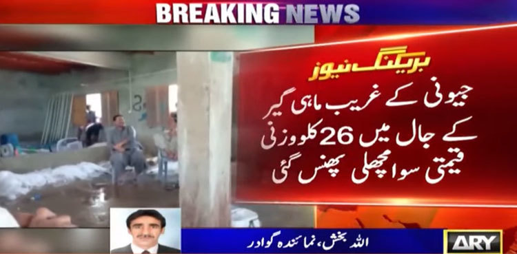 Fisherman lands rare fish weighing 26kg off Jiwani coast