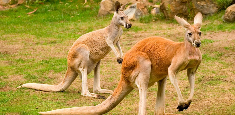 Kangaroo pair dies in Lahore zoo