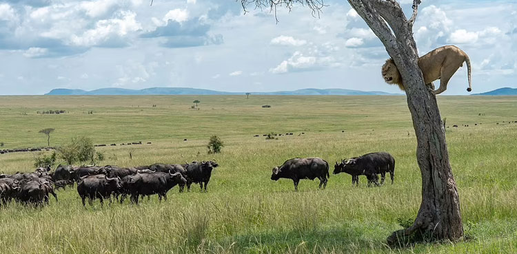 Cowardly lion clings to a tree to escape from herd of furious buffalo