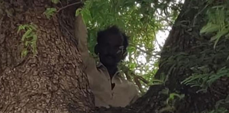 Man climbs up huge tree to avoid receiving COVID-19 jab