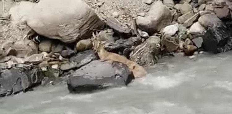 Tourist shoots Markhor in Chitral, FIR registered