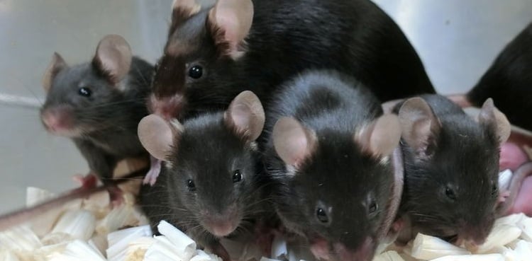 Pioneering space reproduction research yields healthy baby mice