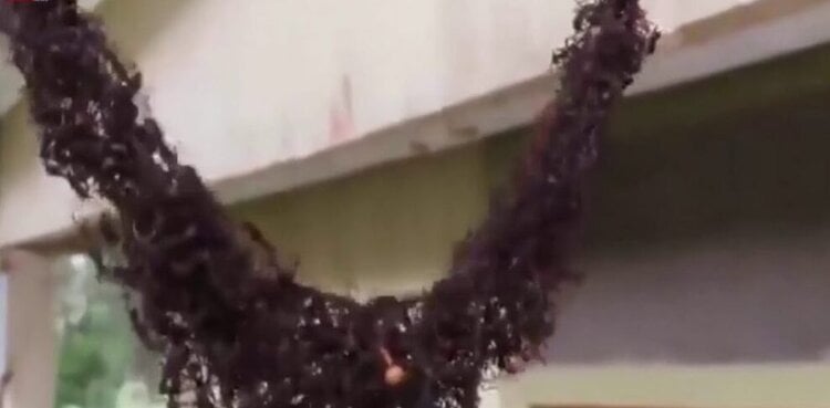 Video of ants building a bridge to attack wasp’s nest goes viral