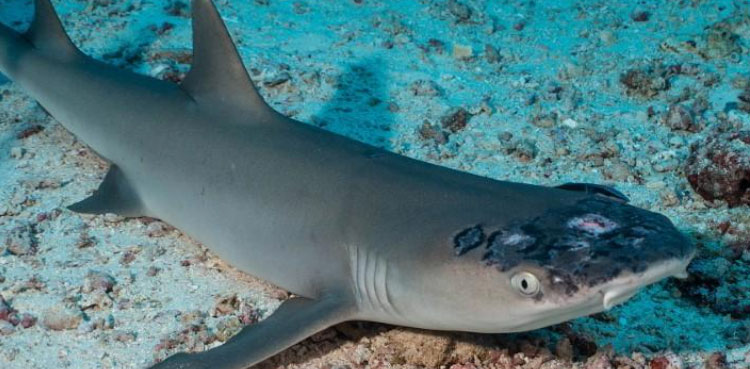 Malaysia's reef sharks stricken with mystery skin disease