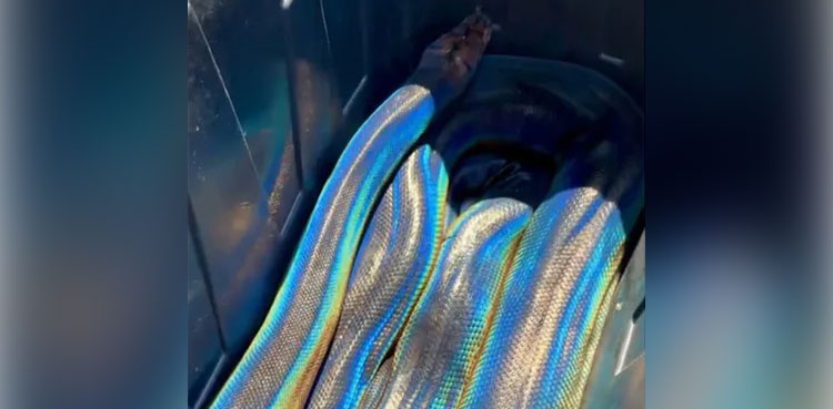 Viral video of rainbow-coloured python will leave you mesmerized