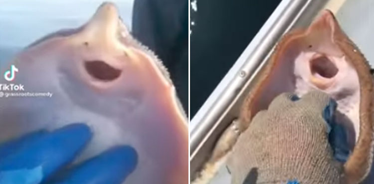 Tickling a stingray: Viral video sparks debate about animal cruelty