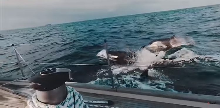 WATCH: 30 killer whales attack British yacht crew