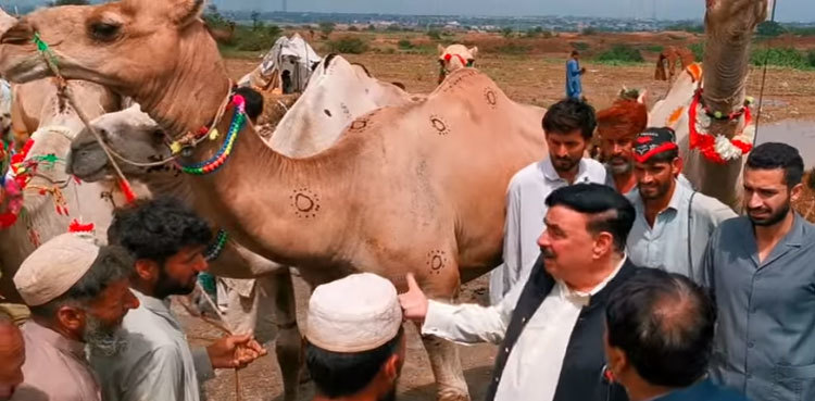 Video: Sheikh Rasheed buys three camels for Eid ul Azha
