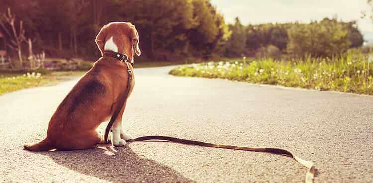 'Find my dog!' Commissioner puts state machinery to personal use