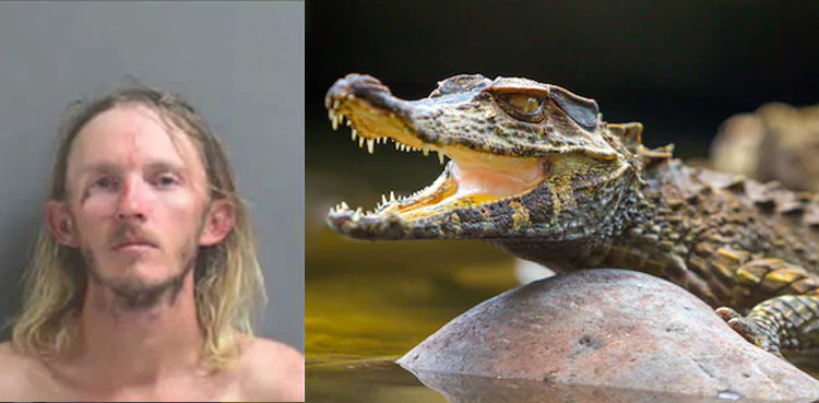 Man steals alligator from golf course, beat it to ‘teach a lesson’