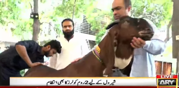 Watch: 'Heaviest' goat claims Rustam e Pakistan title weighing 314kg