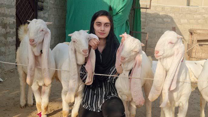 Meet Sania Munif, the girl who runs a goat farm in Sindh
