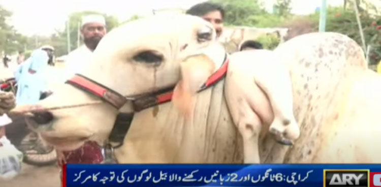 WATCH: Bull with 'six legs, two tongues' catches Karachi cattle market visitors' fancy