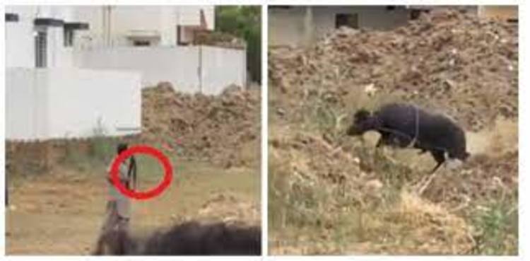 Case registered against men for shooting sacrificial bull in Karachi