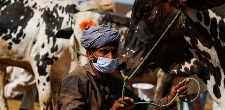 COVID-19 SOPs for cattle markets: Here's all you need to know