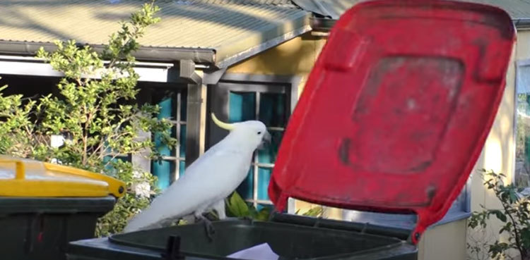 Clever cockatoos know how to open rubbish bin lids, video goes viral