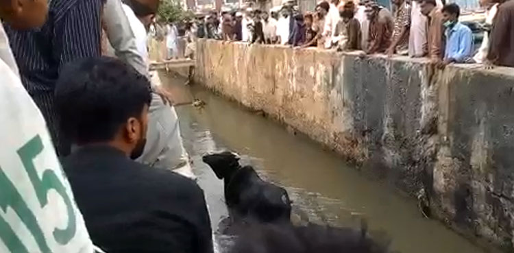 Video: Sacrificial animal escapes butcher, falls in drain