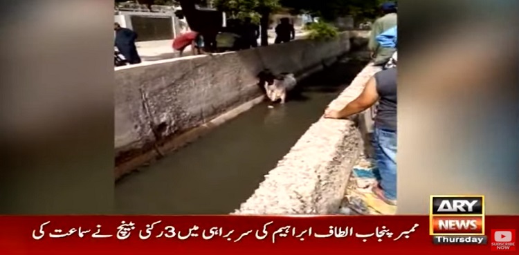 Sacrificial cow falls in Karachi drain