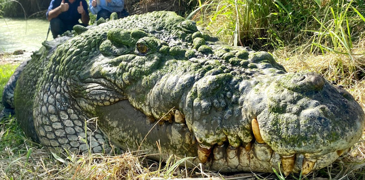 WATCH: Modern crocodile's 'grandfather' discovered