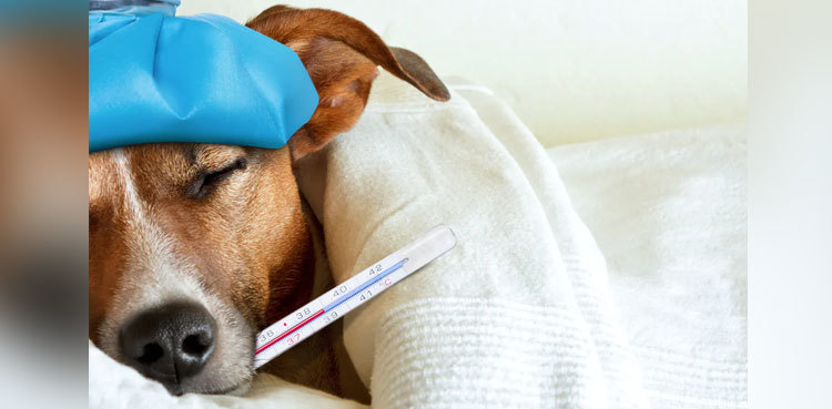 Sick as a dog? Pets often catch COVID from humans, study finds