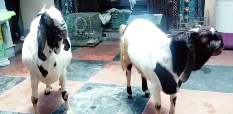 Eidul Azha: Pair of goats fed dry fruits sell for whopping 0.97mn