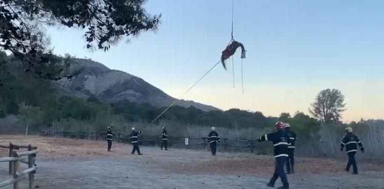 VIDEO: Horse airlifted to safety after getting stuck in concrete debris   