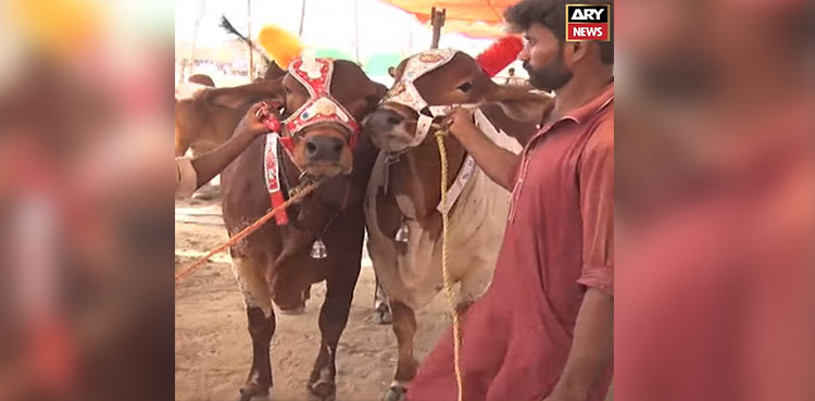 RYK's Shazey and Shehzadi have arrived in Karachi cattle market