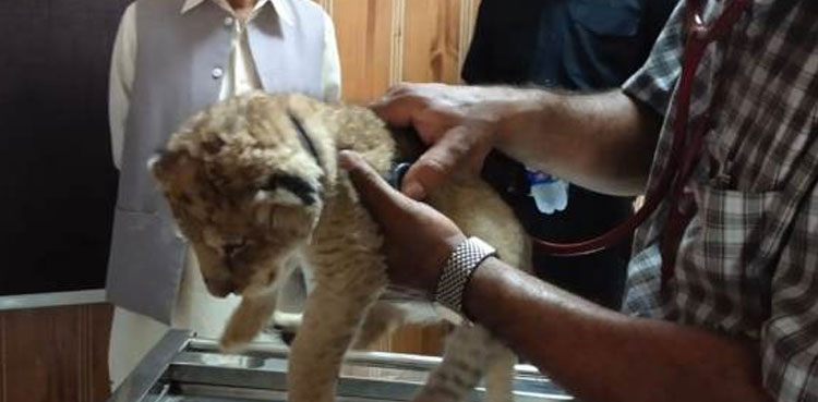 Lion cub dies at Lahore zoo one-and-a-half months after birth