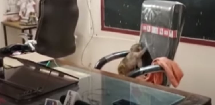 Hilarious video: Monkey occupies principal's chair at govt school
