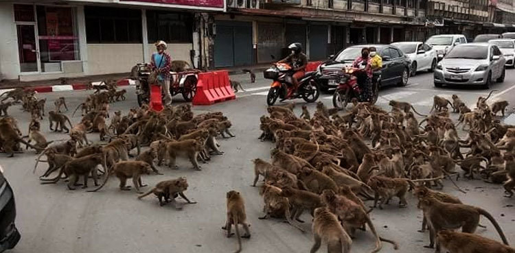 WATCH: Rival monkey gangs clash on road over food, bring traffic to a halt