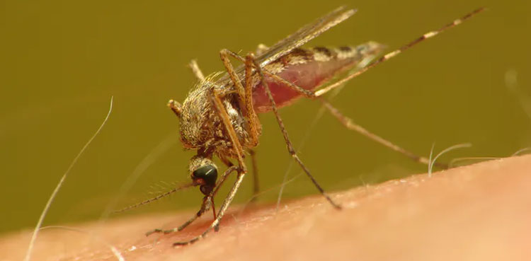 Here is why mosquitoes bite some people more than others