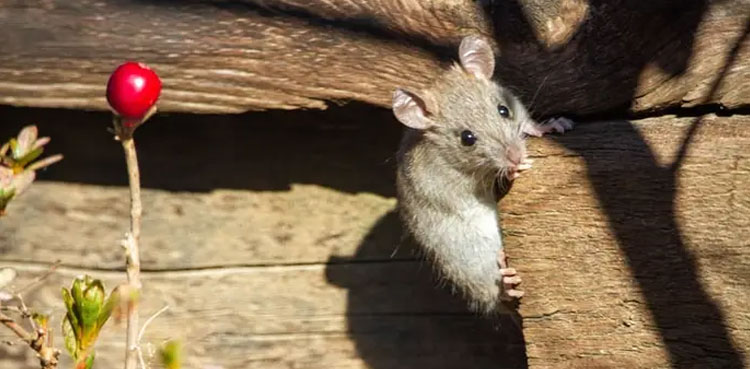 Species of 'extinct' mouse rediscovered after 150 years in Australia