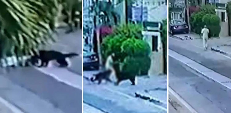 Pet dogs that mauled lawyer in Karachi's DHA euthanized