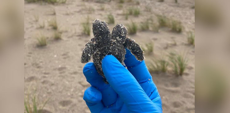 Rare two-headed sea turtle found on US beach