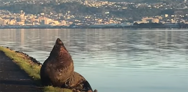 Seal interrupts morning commuters, video goes viral