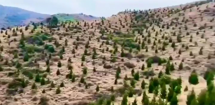 PM Imran Khan shares how barren hills turned green with Billion Tree Tsunami project