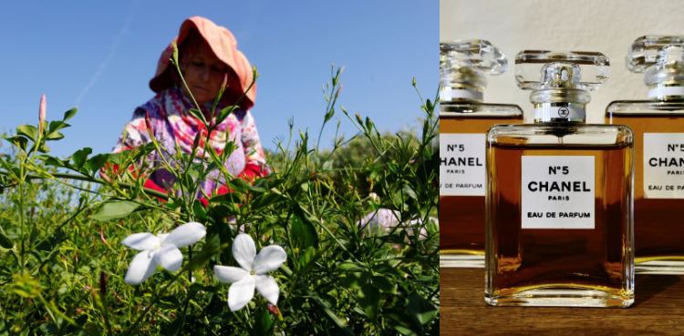 Chanel buys up more jasmine fields to safeguard famous No. 5