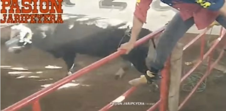 Watch: Bull injures 10 as it rages out of ring and charges into spectators