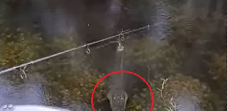 VIDEO: Alligator sneaks up on group of friends