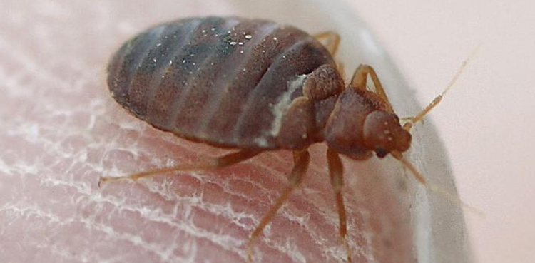 Woman burns herself while using rubbing alcohol to kill bed bugs inside car