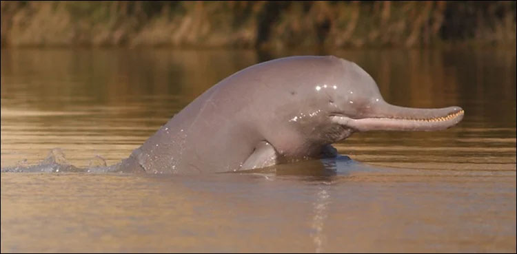 Wildlife officials rescue seven stranded dolphins, release into Indus