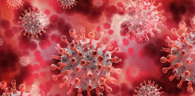 Body's coronavirus memory may abort new infections