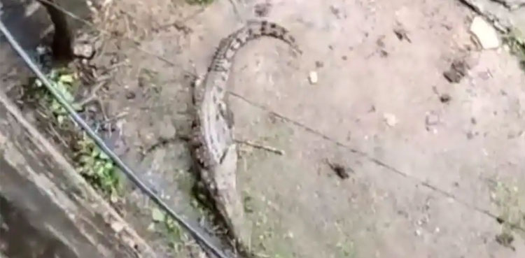 Horrific video of crocodile entering in a house goes viral