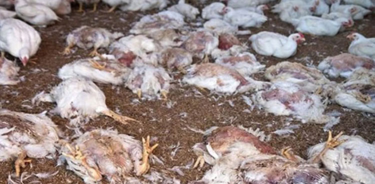 Two arrested for selling dead chicken in Lahore