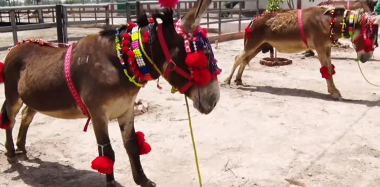 Pakistan to export donkeys as first breeding farm set up in Punjab