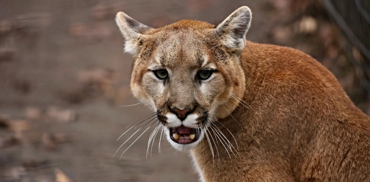 Woman fights off mountain lion with her bare hands to save 5-year-old son