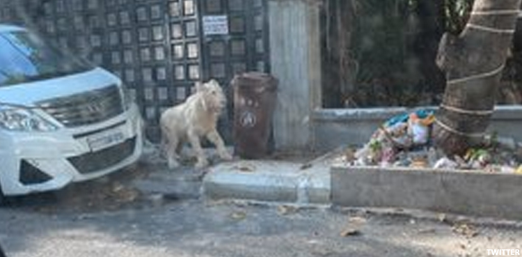 WATCH: Pet lion spotted wandering on streets after escaping from house