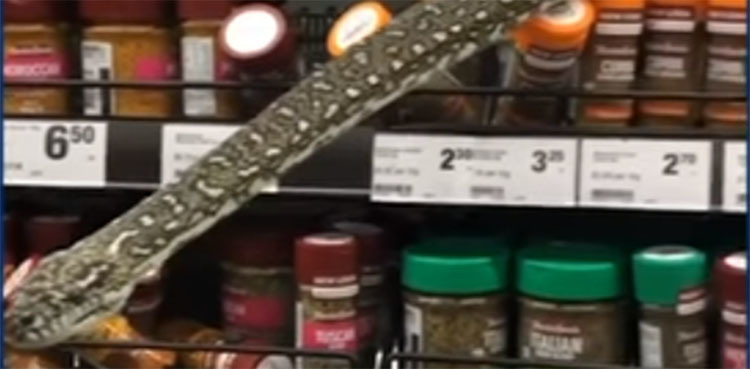 WATCH: Shopper discovers three-meter python at store's spice section
